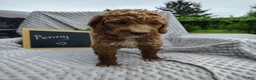Mini Goldendoodle dogs for sale: Penny - Ad 4