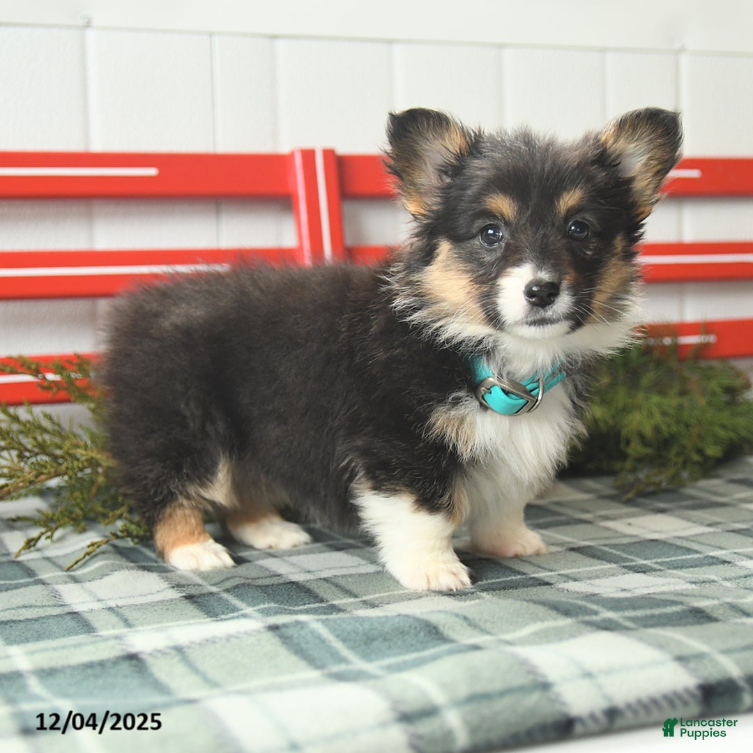 Welsh Corgi Pembroke dogs for sale: Fluffy Laffy Taffy - Ad 2