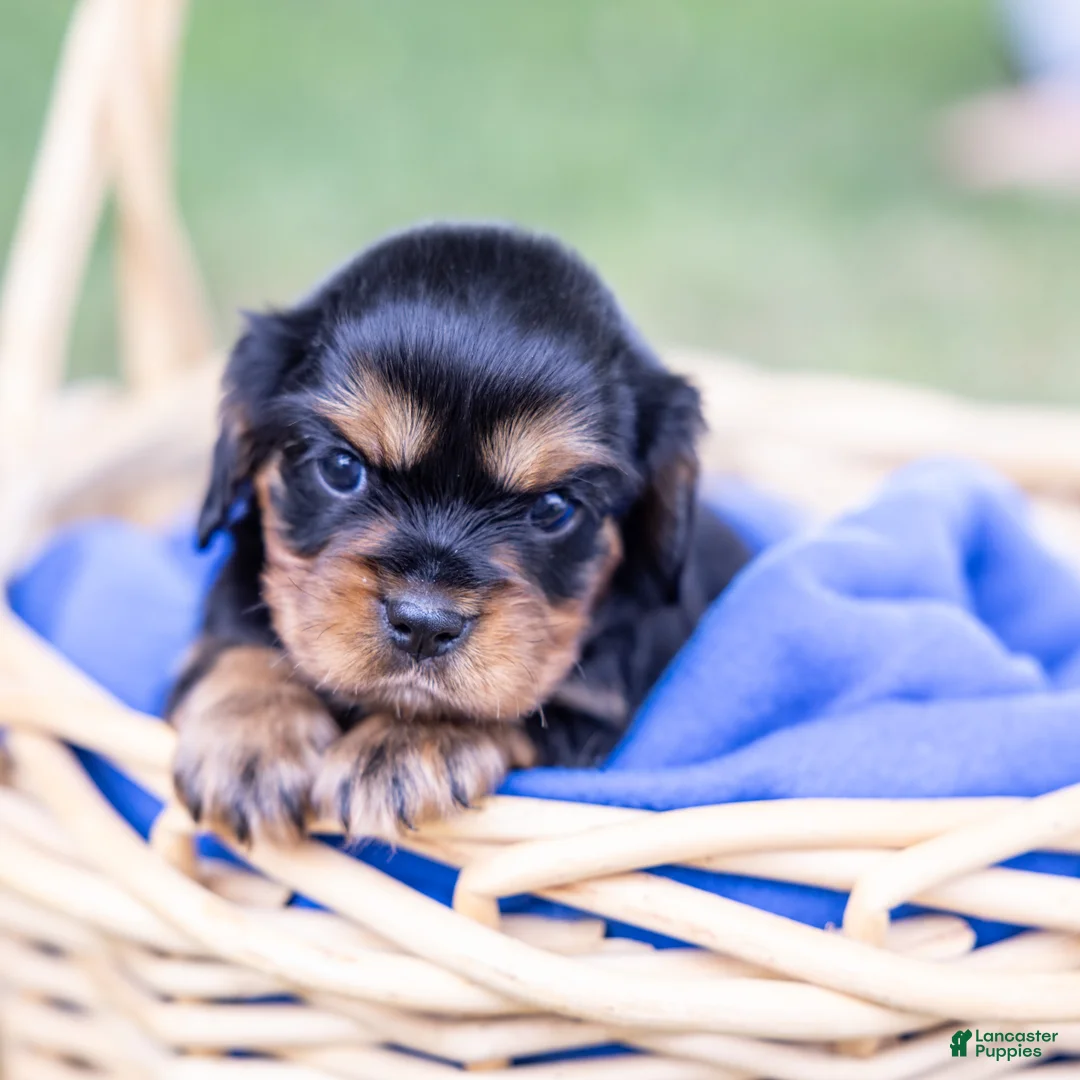 Cavalier King Charles Spaniel dogs for sale: Waldo - Ad 2
