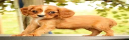 Cavalier King Charles Spaniel dogs for sale: Vicky - Ad 4