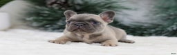 French Bulldog dogs for sale: Hariot - Ad 3