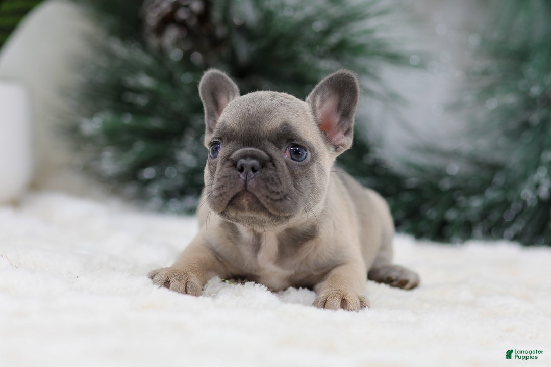 French Bulldog dogs for sale: Hariot - Ad 3