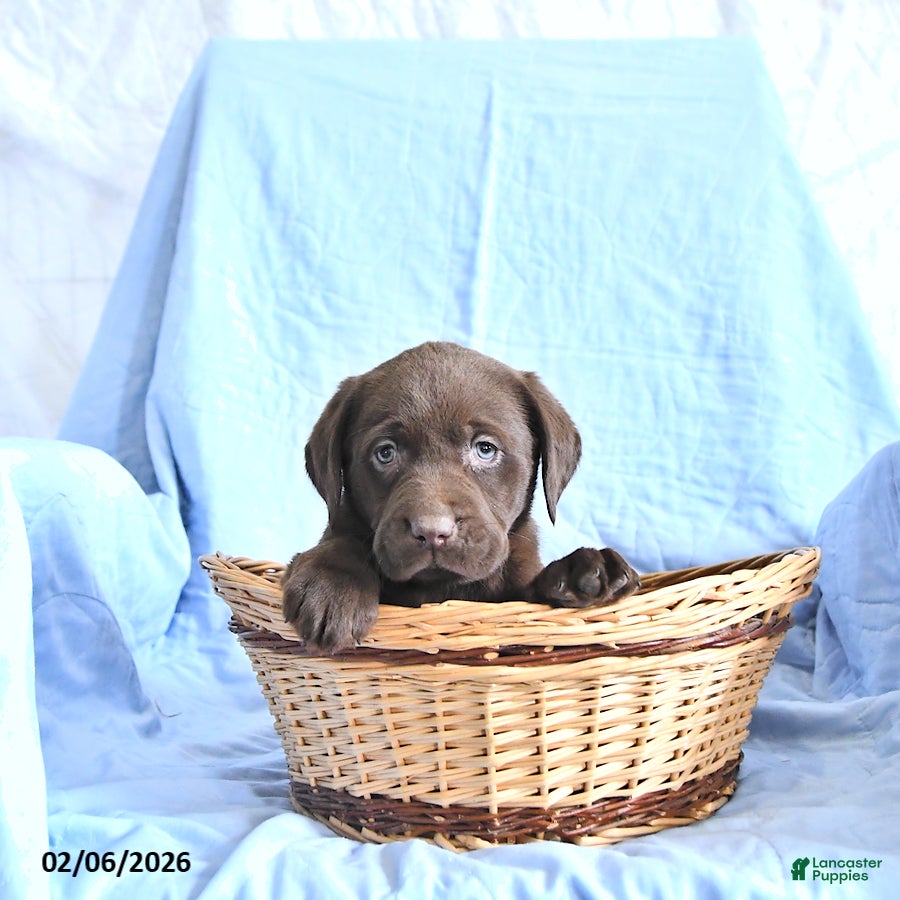 Labrador Retriever dogs Daisy - Ad 2