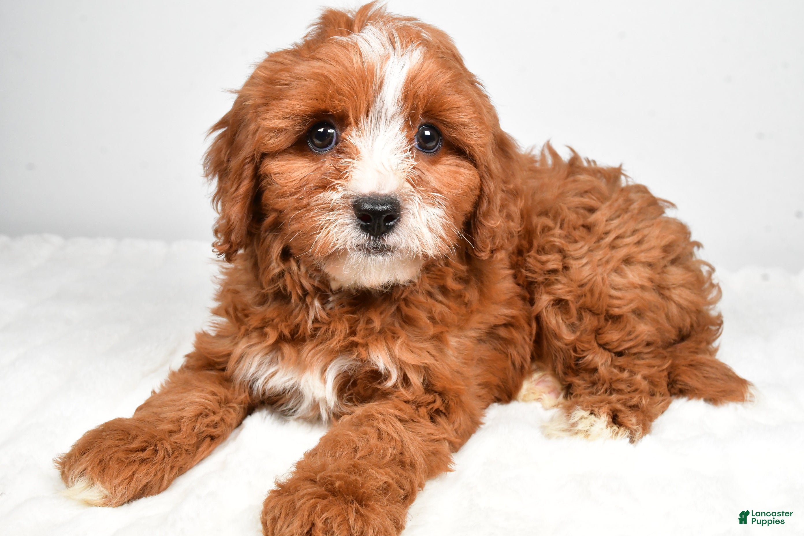 Cavapoo dogs Alex - Ad 2