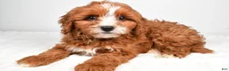 Cavapoo dogs for sale: Alex - Ad 2
