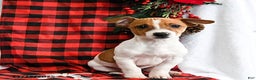 Jack Russell Terrier dogs for sale: Rover  - Ad 2