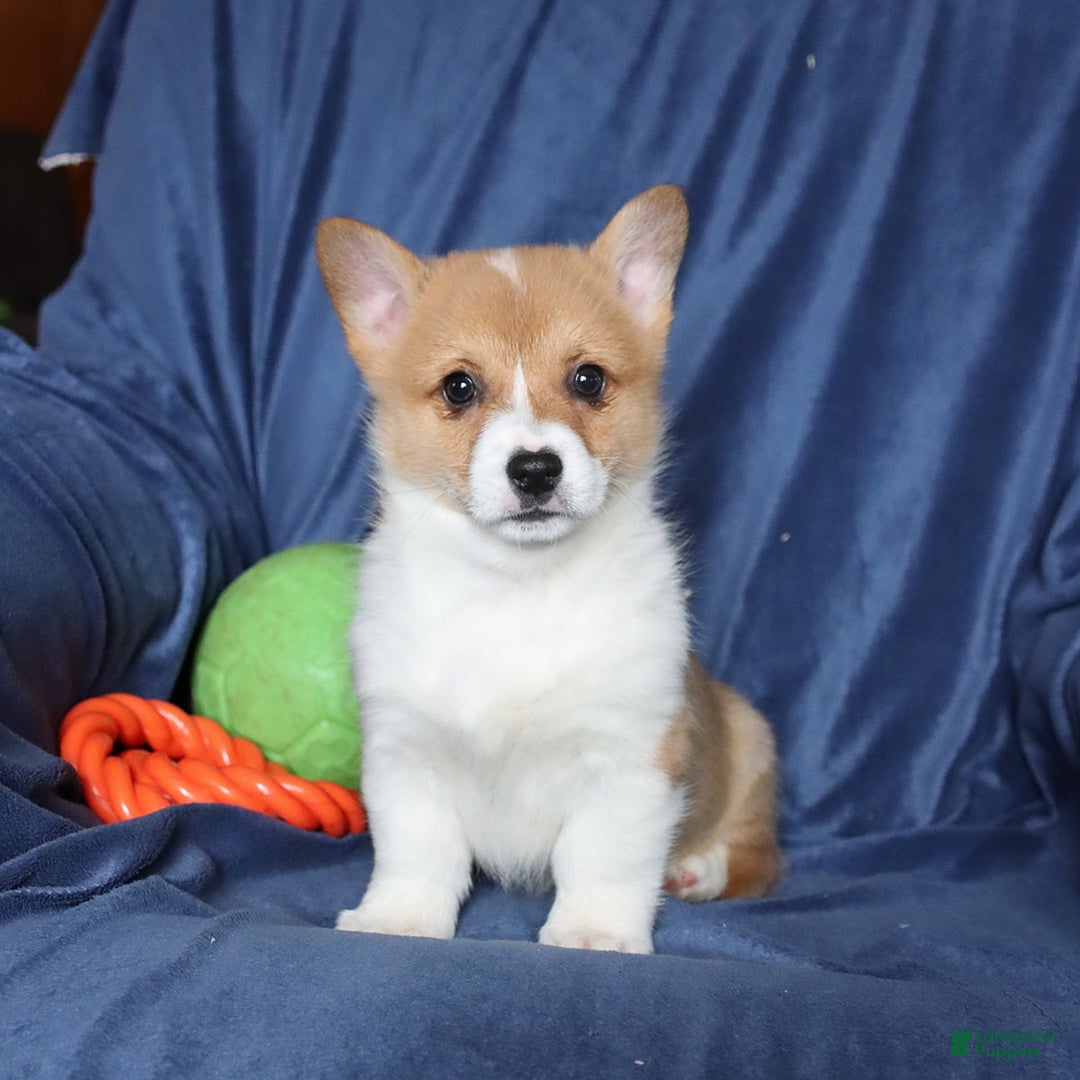 Welsh Corgi Pembroke dogs for sale: Sharon - Ad 1