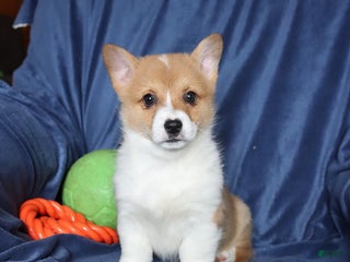 Welsh Corgi Pembroke dogs Sharon - Ad 36