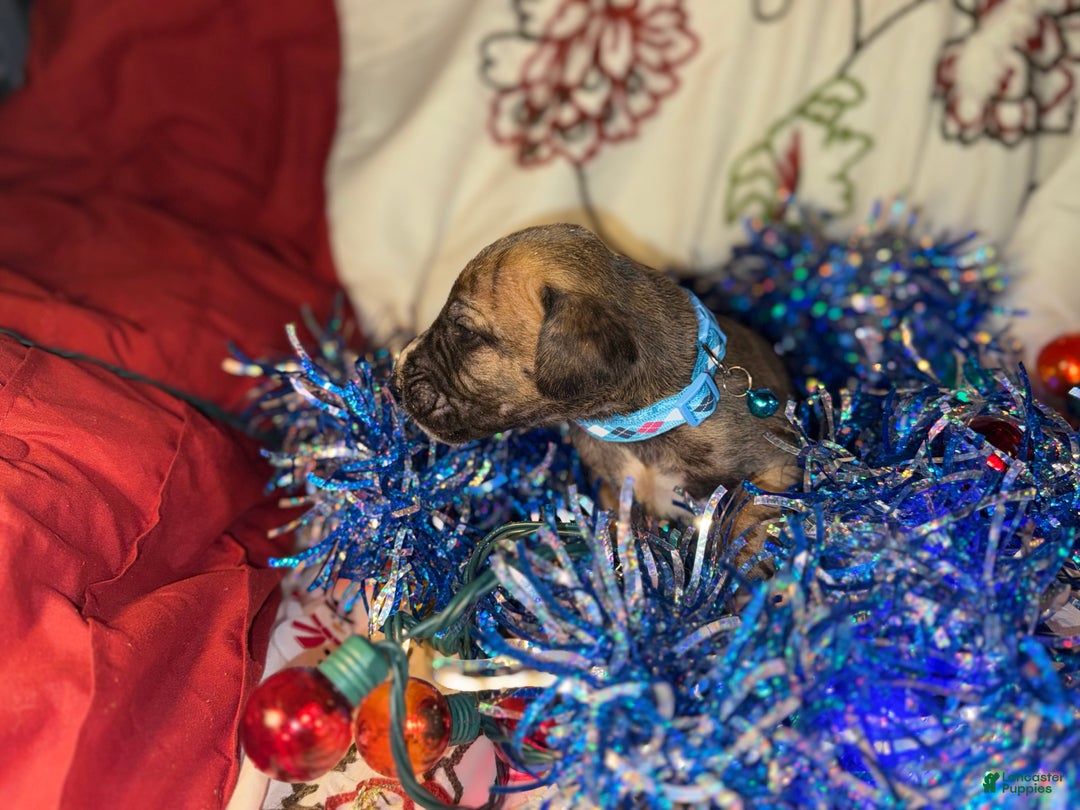 Great Dane dogs for sale: Mark - Ad 10