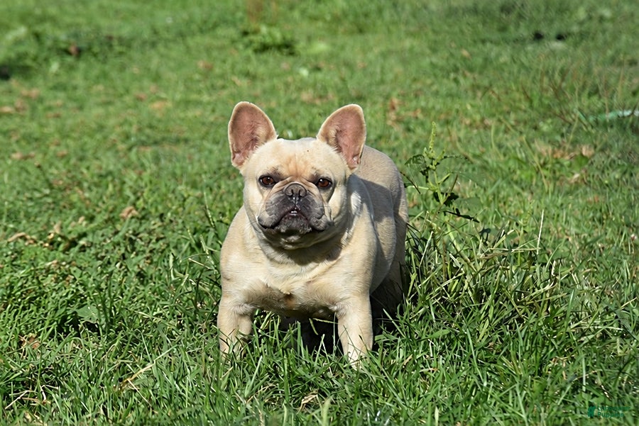 French Bulldog dogs Nala - Ad 1