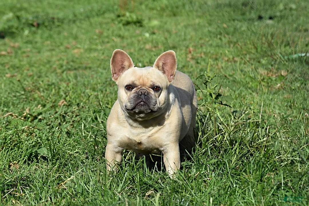 French Bulldog dogs for sale: Nala - Ad 1