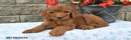 Goldendoodle dogs for sale: Parker - Ad 4