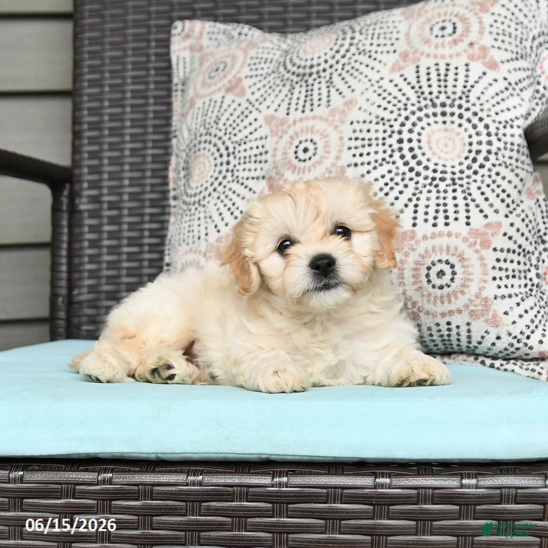 Cavapoo dogs for sale: Sandy - Ad 2