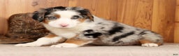 Australian Shepherd dogs for sale: Sparky - Ad 4