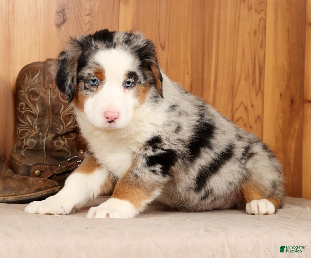 Australian Shepherd dogs for sale: Sparky - Ad 4
