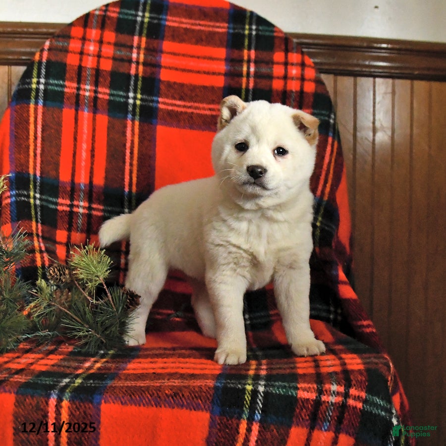 Shiba Inu dogs Snowflake - Ad 42