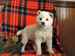 Shiba Inu dogs Snowflake - Ad 40