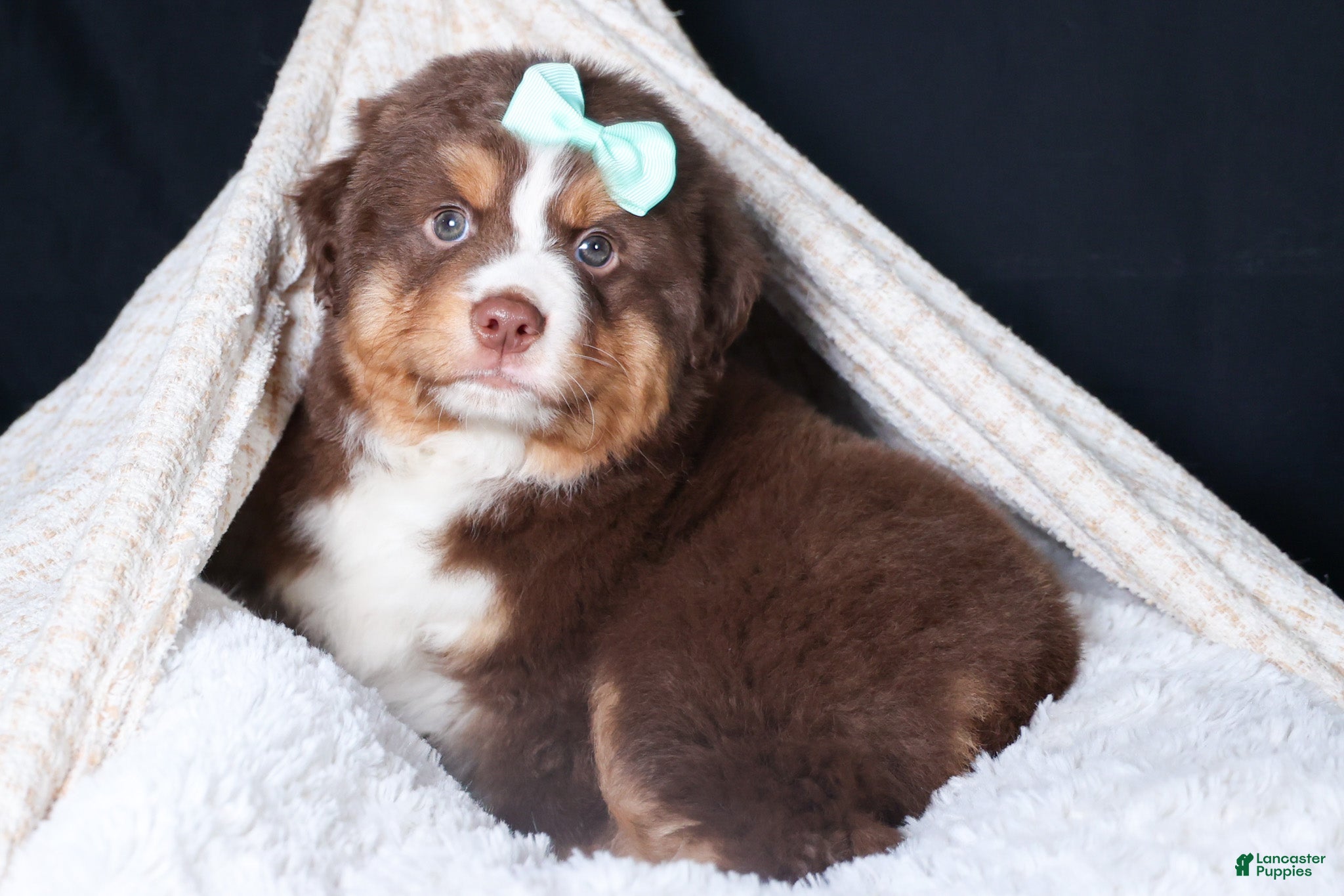 Miniature Australian Shepherd dogs SHADOW - Ad 3