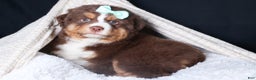 Miniature Australian Shepherd dogs for sale: SHADOW - Ad 1