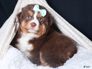 Miniature Australian Shepherd dogs SHADOW - Ad 3