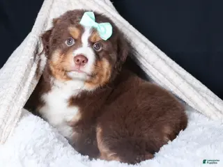 Miniature Australian Shepherd dogs SHADOW - Ad 5