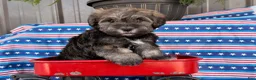 Mixed Breed dogs for sale: Jeremy  - Ad 5