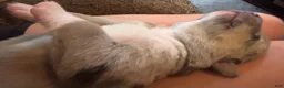 Mixed Breed dogs for sale: Mixed Breed 2 - Ad 2