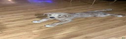Mini Goldendoodle dogs for sale: Mini Goldendoodle Puppy Male - Ad 5