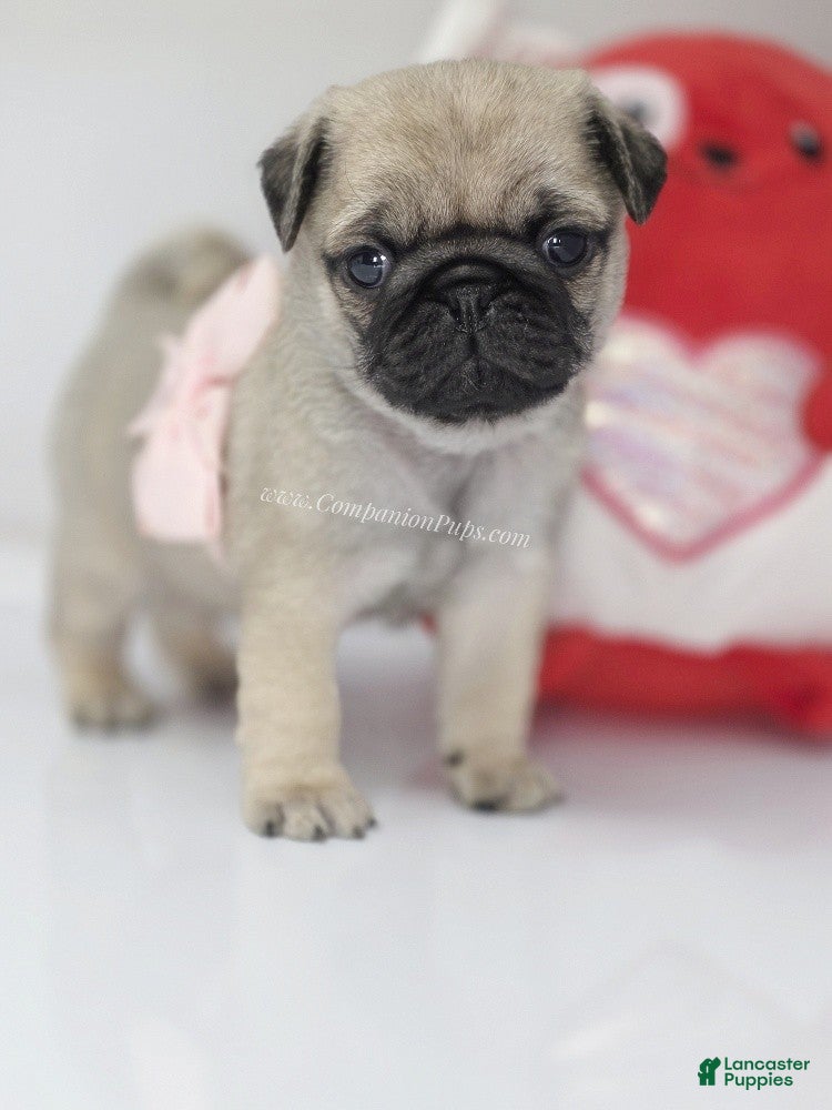 Pug dogs Pink Bow - Ad 14