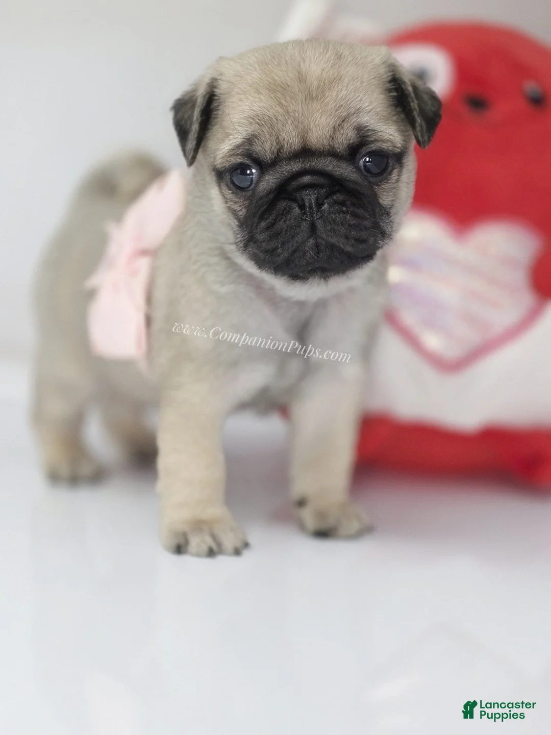 Pug dogs for sale: Pink Bow - Ad 1