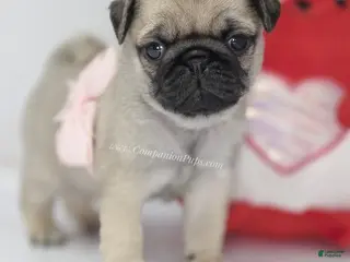 Pug dogs Pink Bow - Ad 14