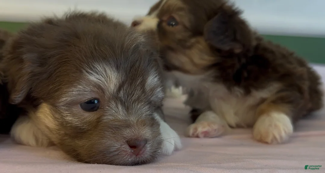 Shorkie dogs for sale: Shorkie Puppy 1 - Ad 6