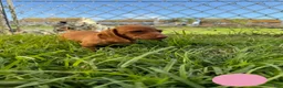 Miniature Dachshund dogs for sale: Toy Dachshund Female 2 - Ad 2
