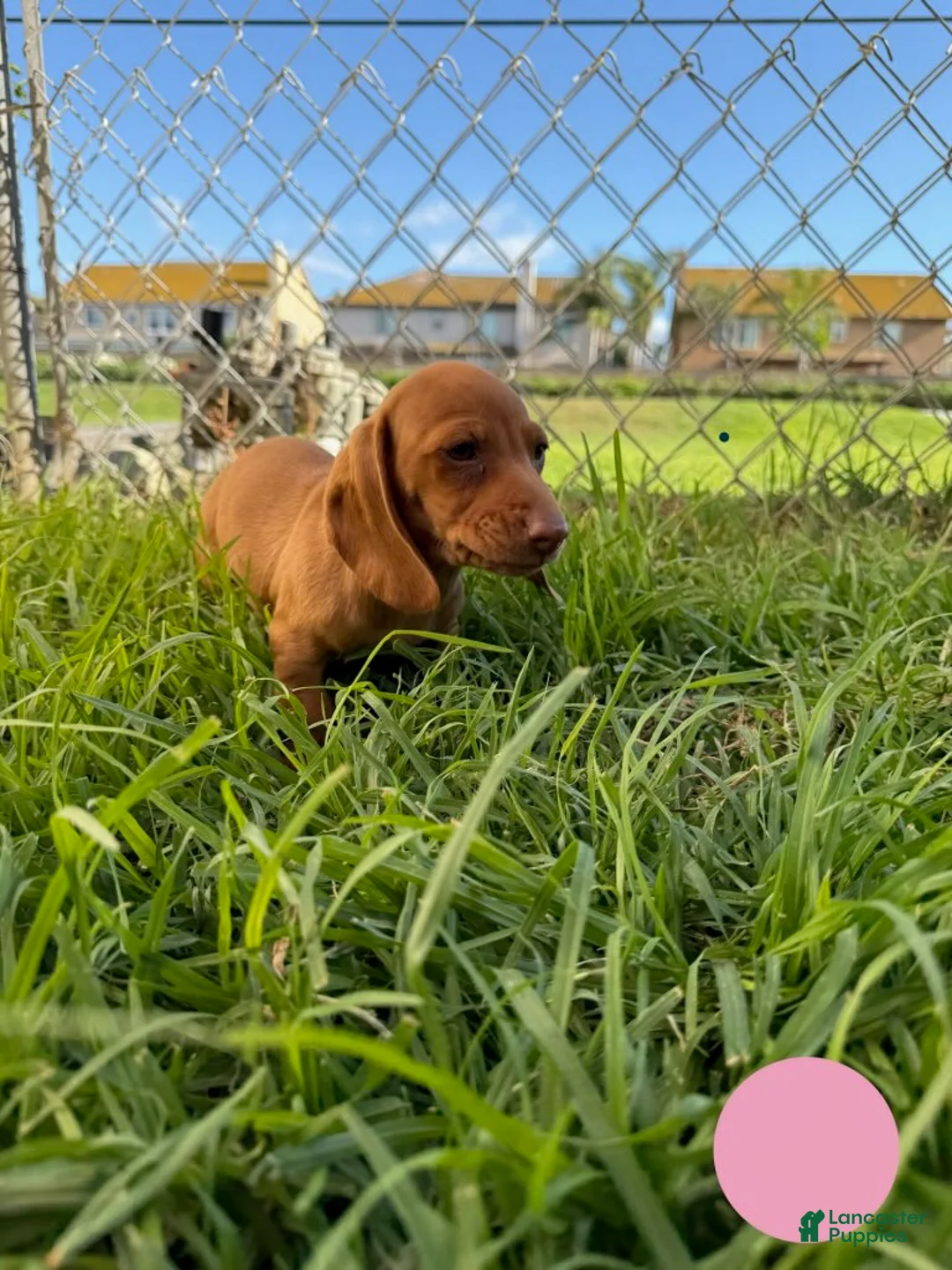 Miniature Dachshund dogs for sale: Toy Dachshund Female 2 - Ad 2