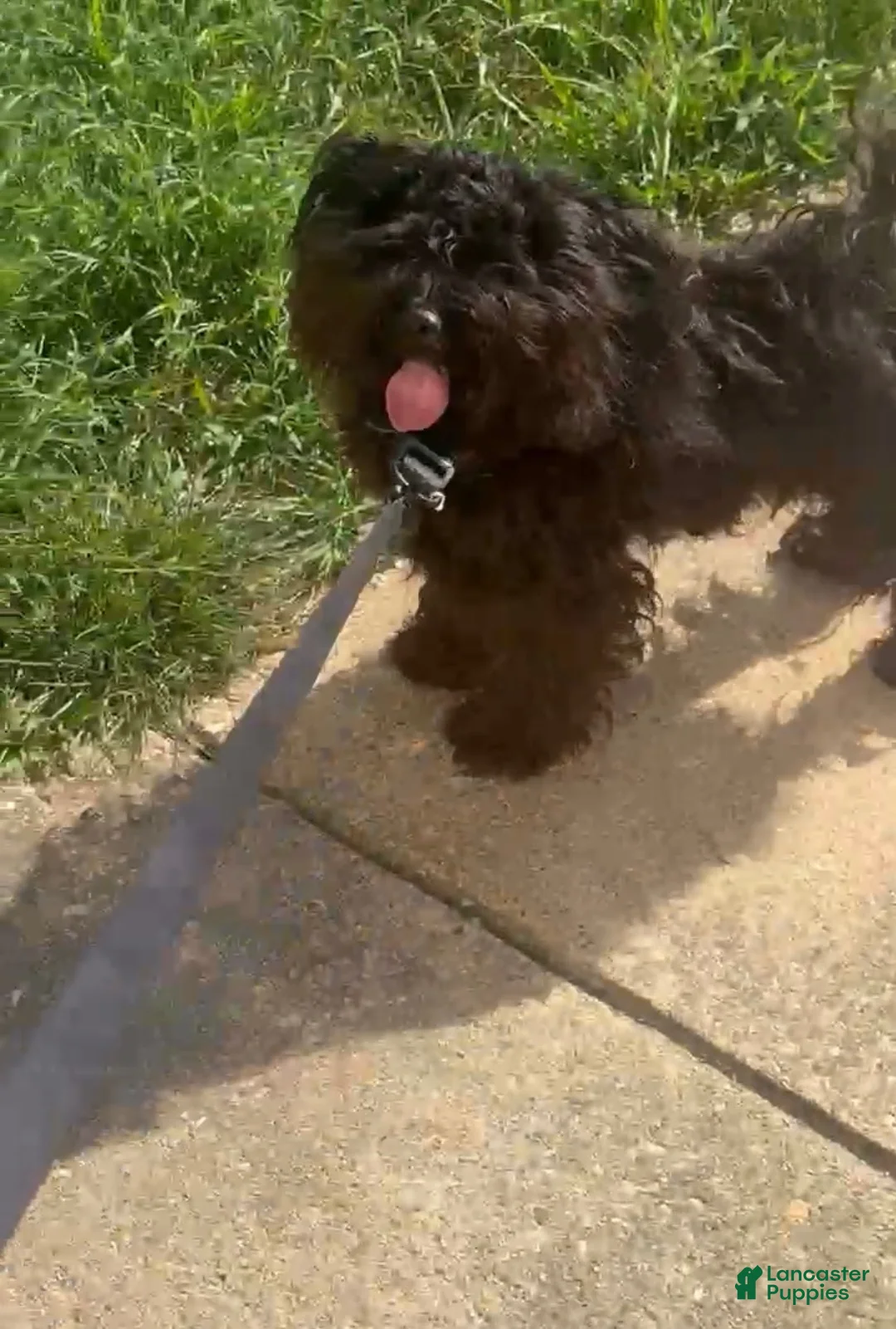 Shihpoo dogs for sale: Shihpoo Puppy  - Ad 4