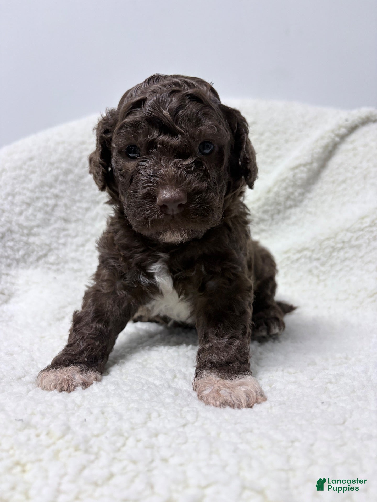 Lagotto Romagnolo dogs for sale: Esme - Ad 2