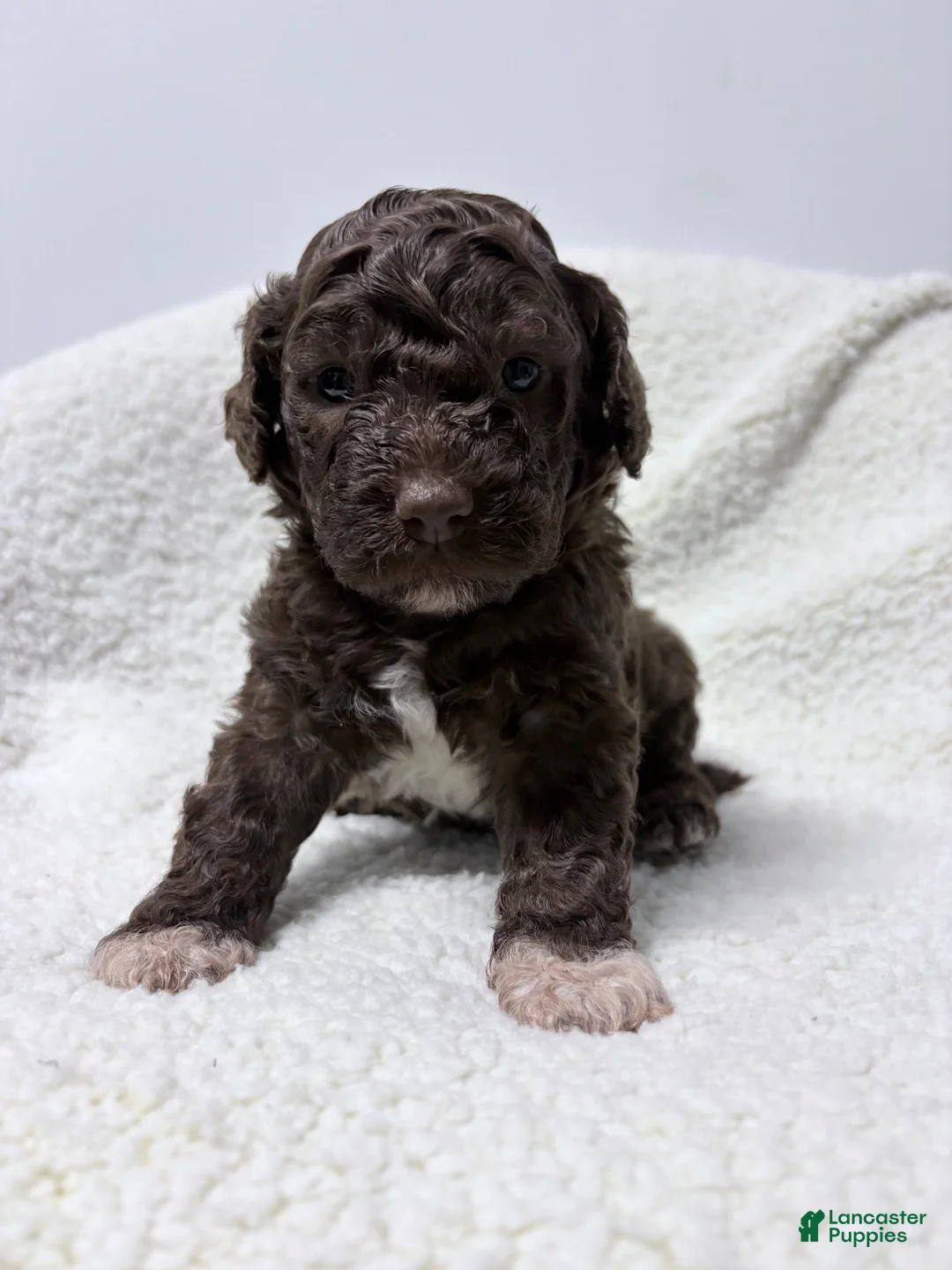 Lagotto Romagnolo dogs for sale: Esme - Ad 2