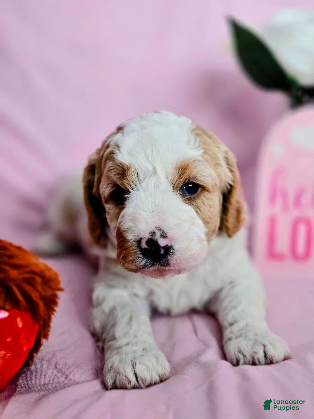 Cavapoo dogs for sale: Waffles - Ad 6