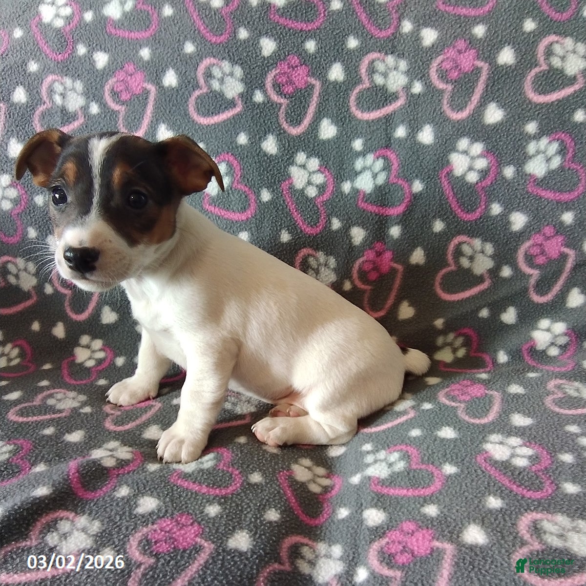 Jack Russell Terrier dogs Daisy - Ad 2