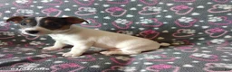 Jack Russell Terrier dogs for sale: Daisy - Ad 2