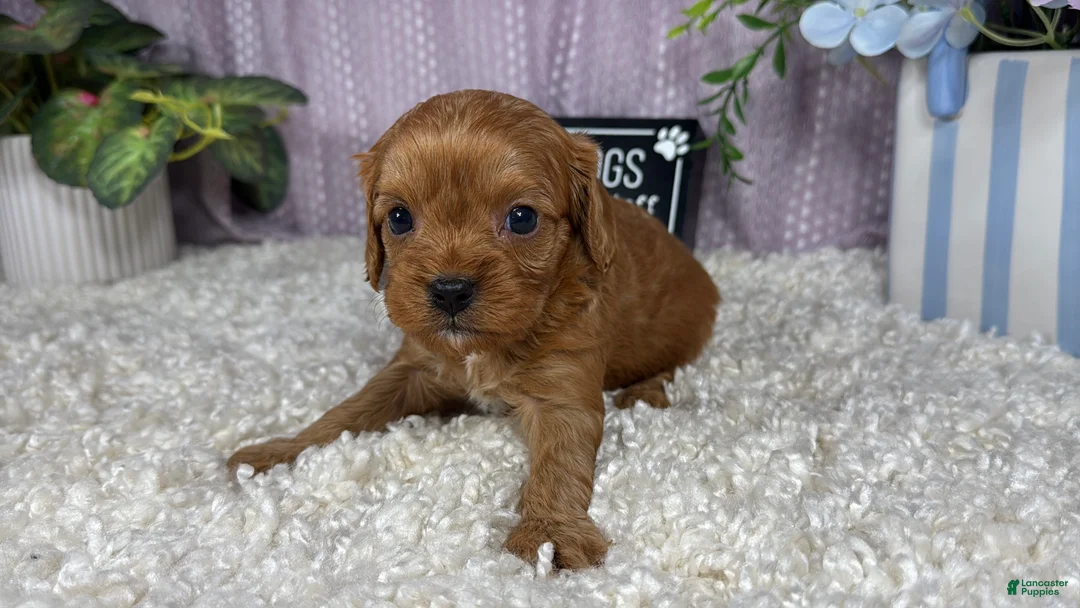 Cavapoo dogs for sale: Cavapoo 2 - Ad 2