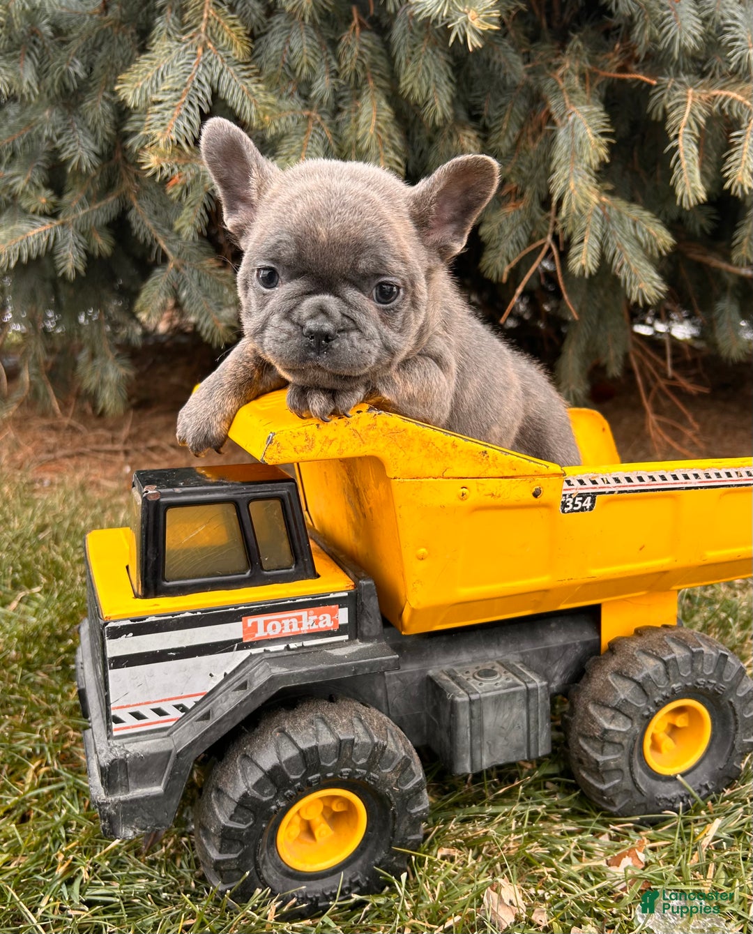 French Bulldog dogs for sale: Knox - Ad 1