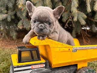 French Bulldog dogs Knox - Ad 8