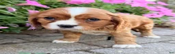 Cavalier King Charles Spaniel dogs for sale: Mario Male AKC Cavalier - Ad 10