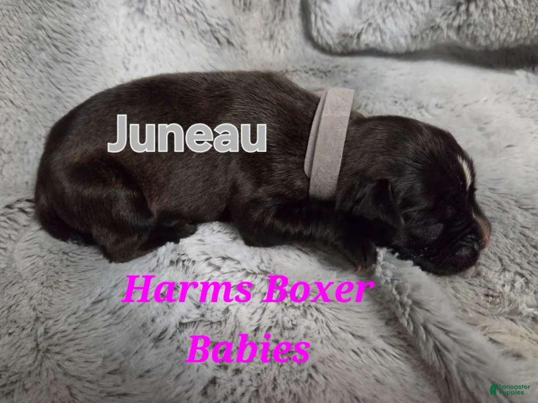 Boxer dogs for sale: Juneau - Ad 2