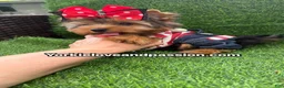 Yorkshire Terrier dogs for sale: Traditional male  - Ad 4
