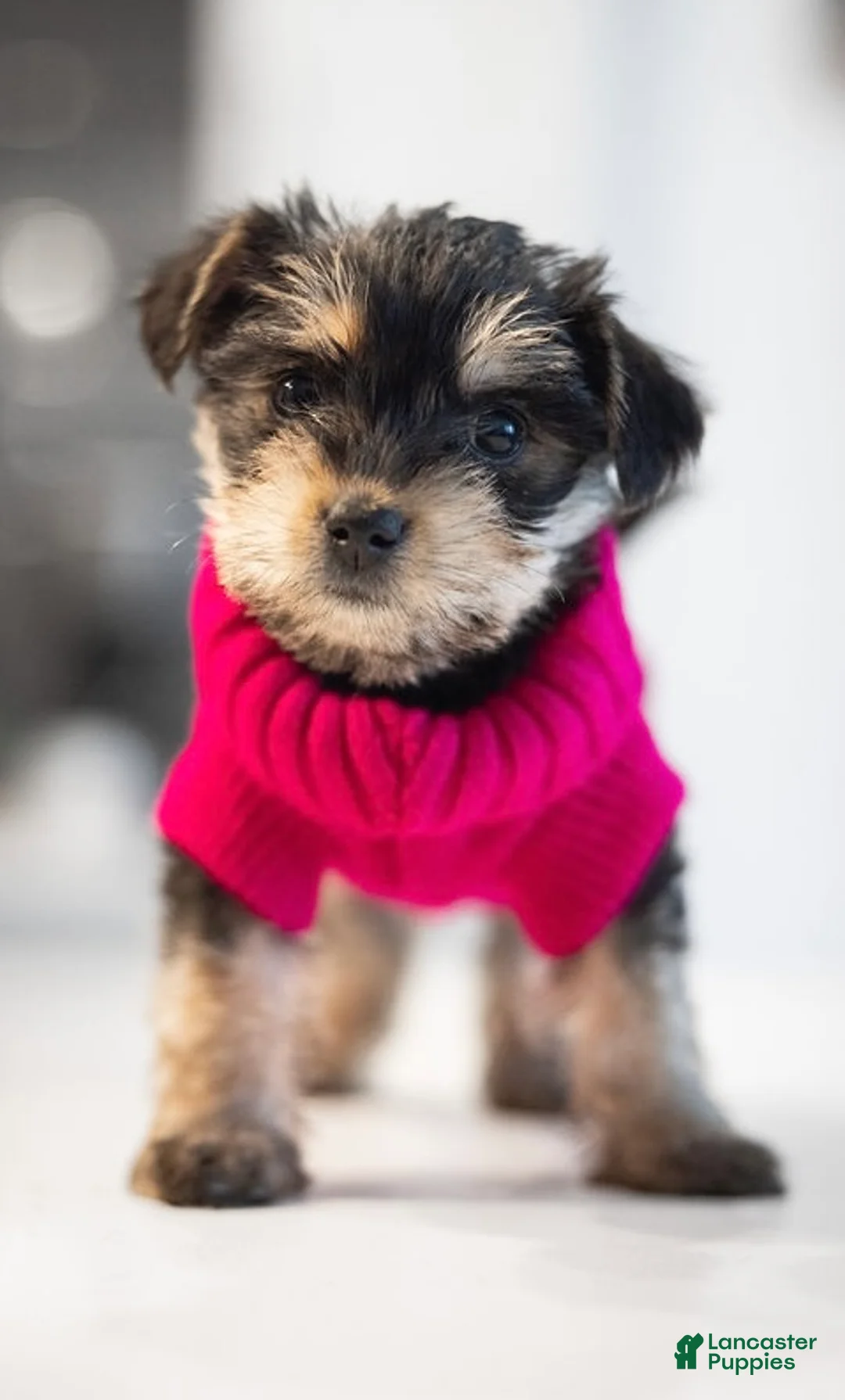 Mixed Breed dogs for sale: Mixed Breed Puppy 3 - Ad 1