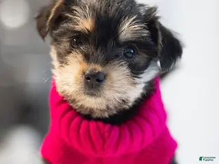 Mixed Breed dogs for sale: Mixed Breed Puppy 3 - Ad 3