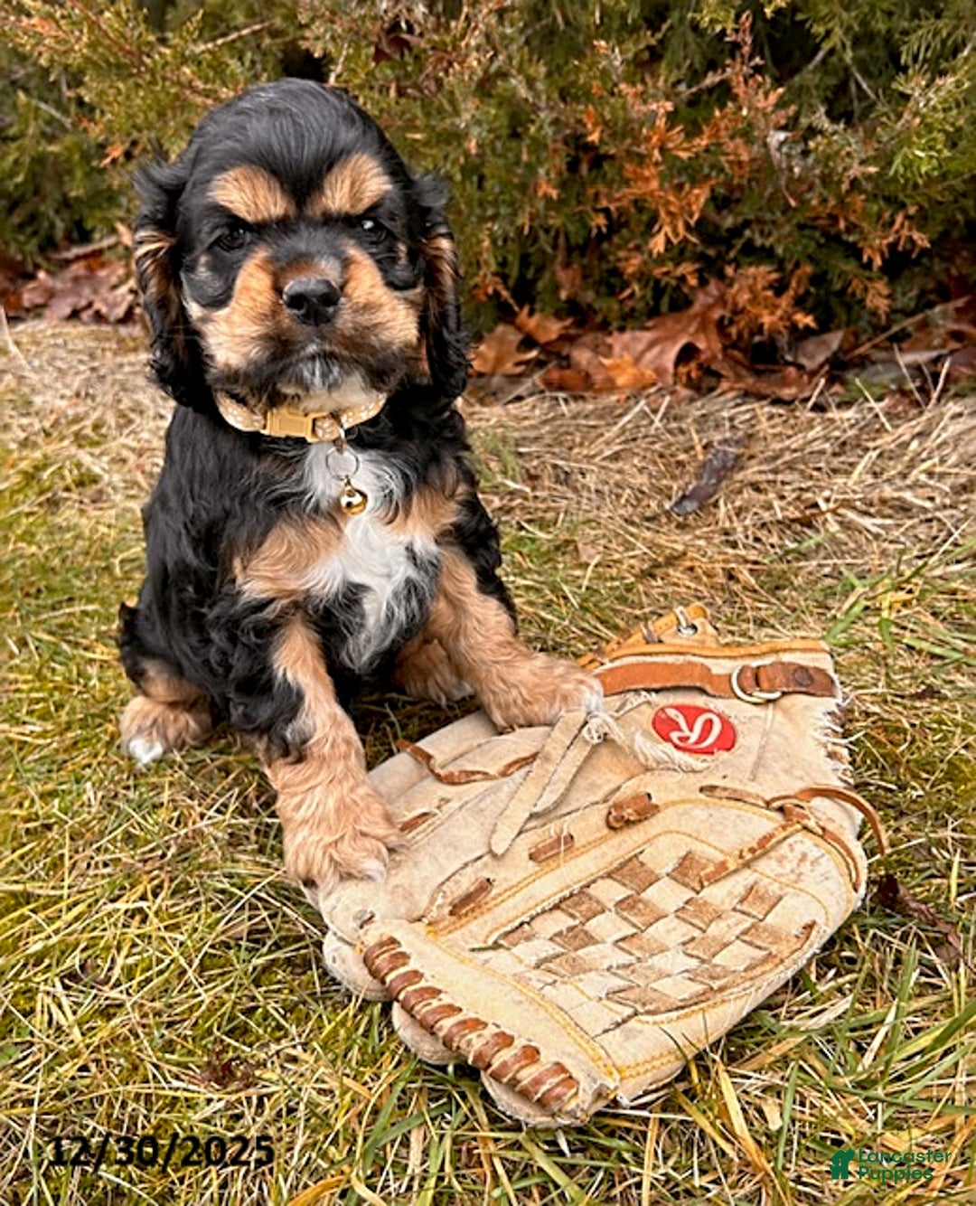 Cocker Spaniel dogs for sale: Zeke - Ad 3