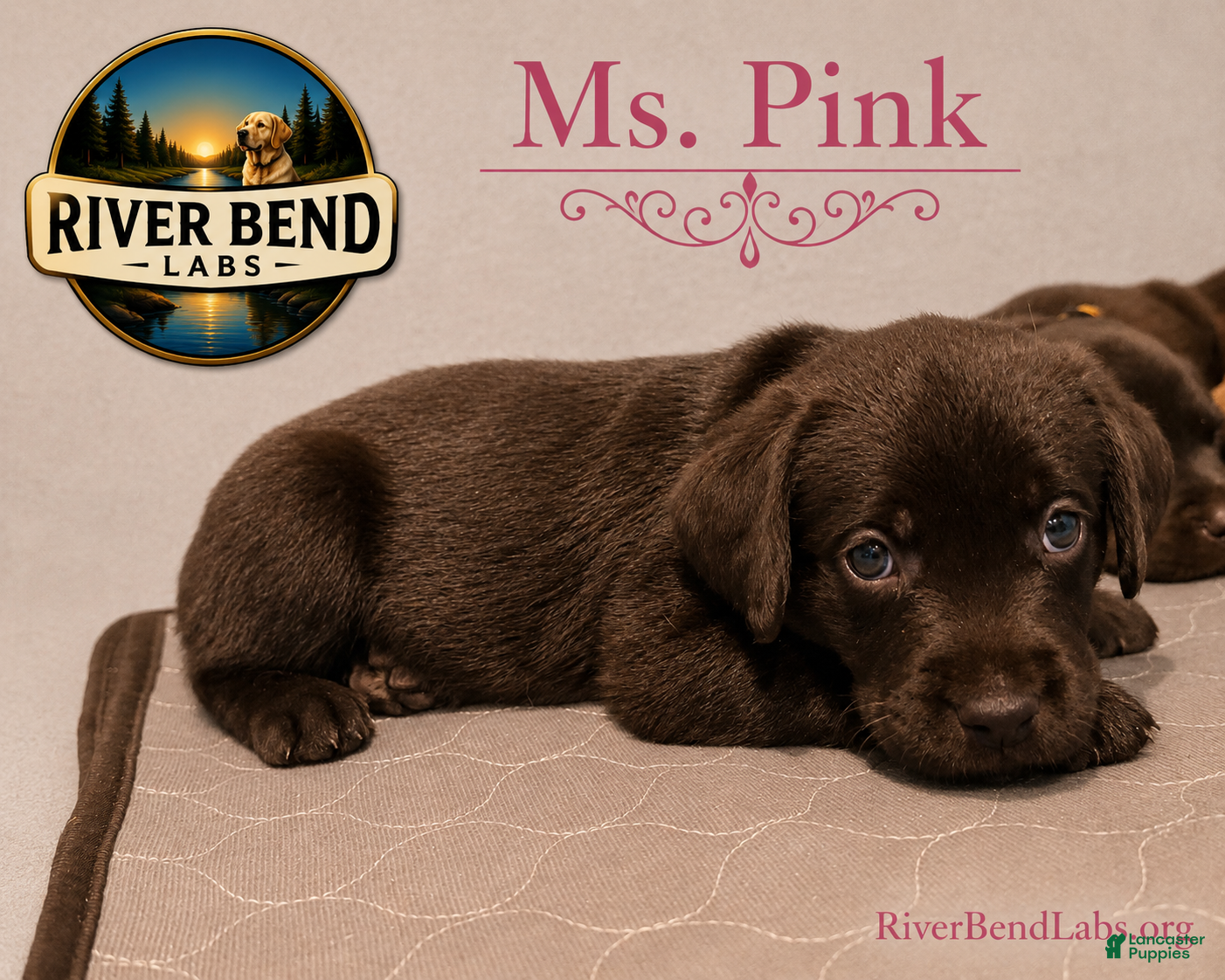 Labrador Retriever dogs Ms. Pink - Ad 1